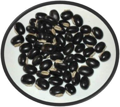 Seed photo